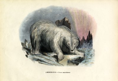 Polar Bear by Raimundo Petraroja